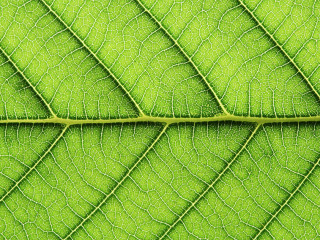 leaf vein abstract natural pattern background. diagonal stem lin