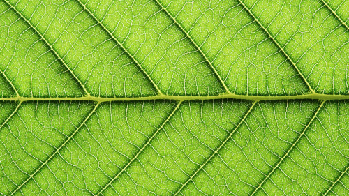 leaf vein abstract natural pattern background. diagonal stem lin