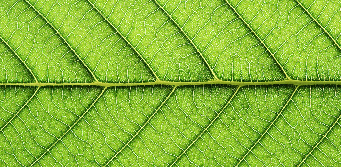leaf vein abstract natural pattern background. diagonal stem lin