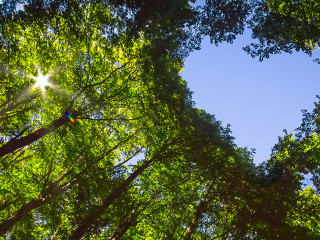 Forest with Heart and Sun
