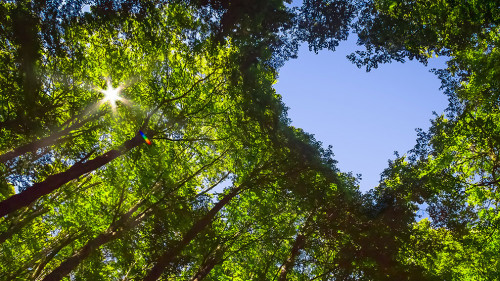 Forest with Heart and Sun