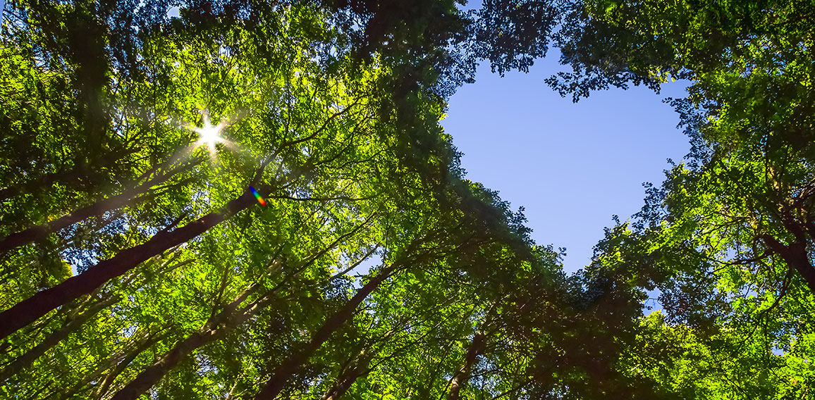 Forest with Heart and Sun