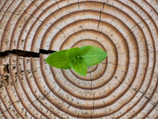 New leaves grow from the stump