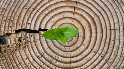 New leaves grow from the stump