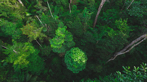 Earth Day concept with tropical forest background, natural sence with canopy tree in the wild