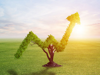 Green plant in shape of of grow up trend at field