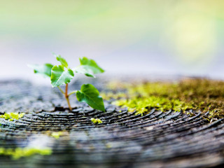 Young plant growing on dead stump