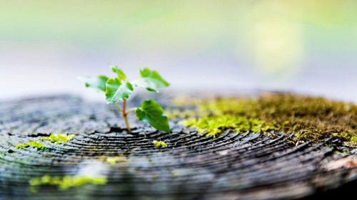 Young plant growing on dead stump