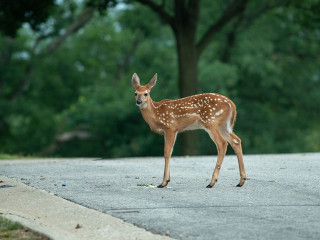 whietailed deer fawn