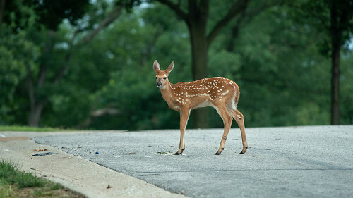 whietailed deer fawn