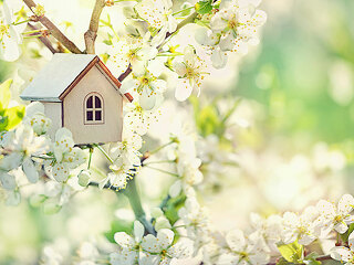 mini toy house and cherry flowers. house on spring nature backgr