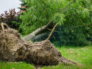 entwurzelter baum auf einem zaun