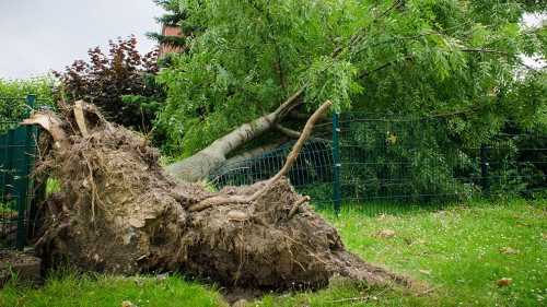 entwurzelter baum auf einem zaun