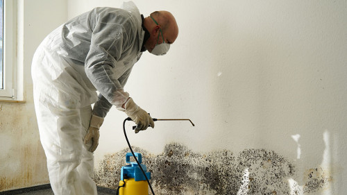 Spezialist bei der Bekämpfung von Schimmel in einer Wohnung