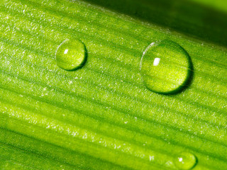 Drop of dew on Green Pandan leaf, Banner for ecology friendly an