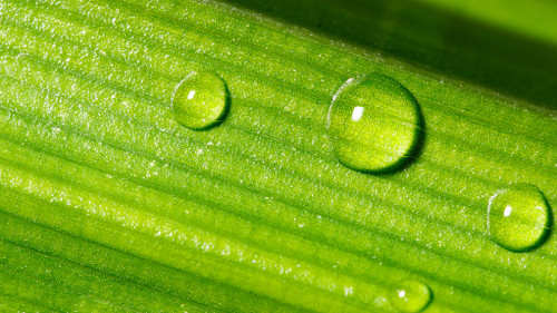 Drop of dew on Green Pandan leaf, Banner for ecology friendly an