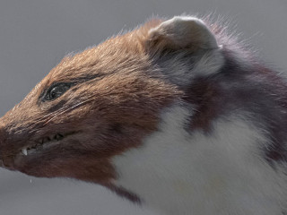 Marder-5498660-PB-Sinousxl