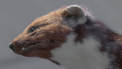 Marder-5498660-PB-Sinousxl