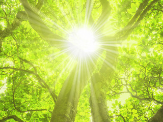 Sonne scheint durch das Blätterdach eines schönen Baumes - Sun