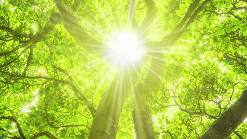 Sonne scheint durch das Blätterdach eines schönen Baumes - Sun