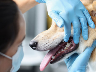 Veterinarian doctor examines dog oral cavity in clinic closeup