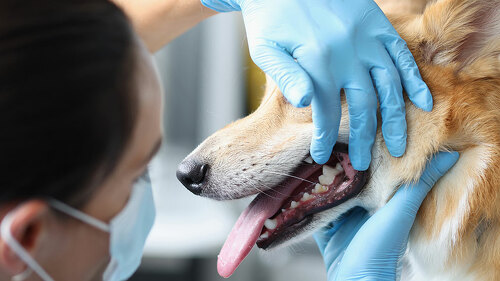 Veterinarian doctor examines dog oral cavity in clinic closeup