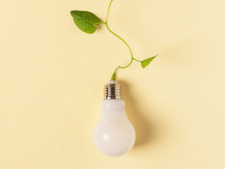 Light bulb with green plant as a concept of eco energy. Creative