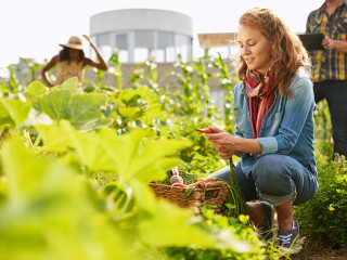 Friendly team harvesting fresh vegetables from the rooftop greenhouse garden and planning harvest season on a digital tablet