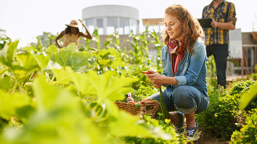 Friendly team harvesting fresh vegetables from the rooftop greenhouse garden and planning harvest season on a digital tablet