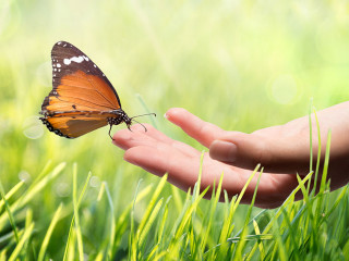 butterfly in hand on grass