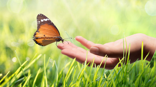 butterfly in hand on grass