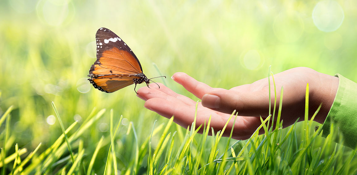 butterfly in hand on grass