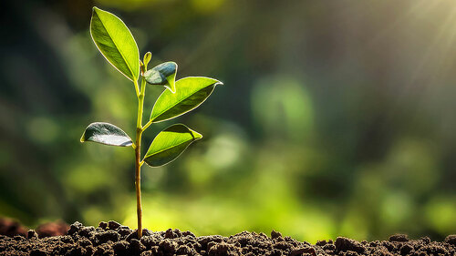 small tree growing with sunshine in garden. eco concept