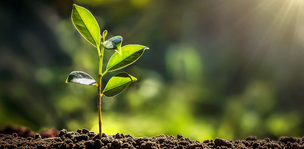 small tree growing with sunshine in garden. eco concept