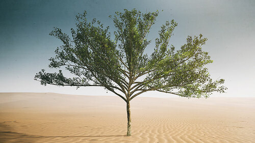 Desert Tree