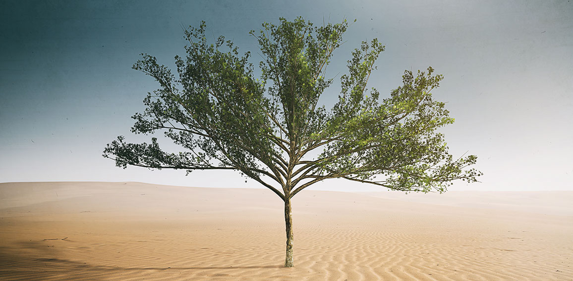 Desert Tree