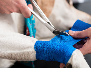 Veterinarian taking care of injured dog