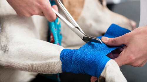 Veterinarian taking care of injured dog