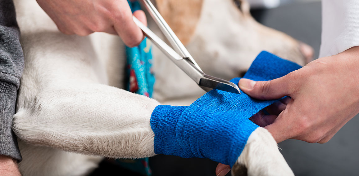 Veterinarian taking care of injured dog