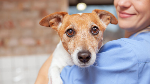 Friendly female veterenarian working at her clinic