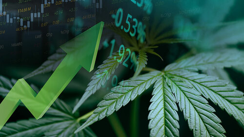 Cannabis business with marijuana leaves and stock graph charts o