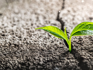 Pflanze-bricht-durch-Asphalt-517284996-AS-Philip-Steury