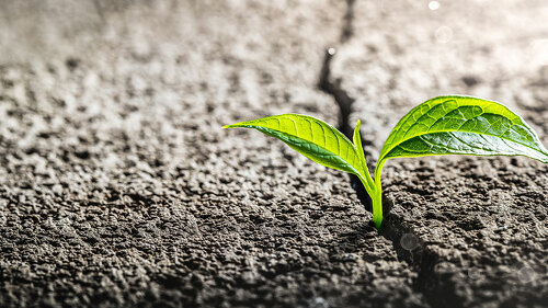 Pflanze-bricht-durch-Asphalt-517284996-AS-Philip-Steury