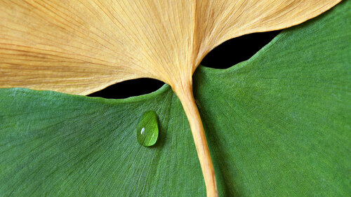 Blatt-Tropfen-15644133-DP-yulan