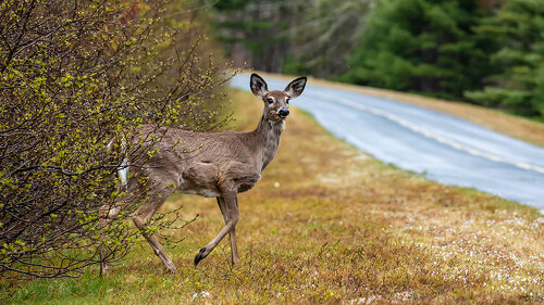 Reh-Fahrbahn-310727736-DP-hecke06
