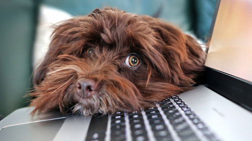 Hund-Laptop-4977599-PB-MarlyneArt