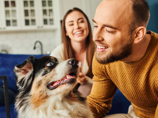 Paar-Hund-665726412-DP-HayDmitriy