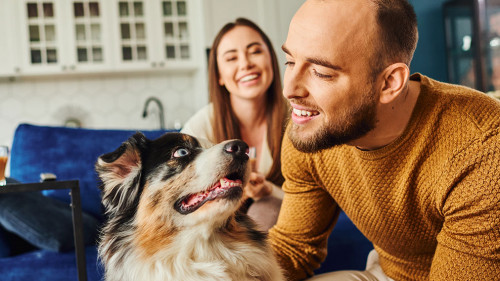 Paar-Hund-665726412-DP-HayDmitriy