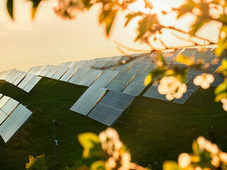 Garden blooming tree in the garden and solar panelsat sunset light. Extraction of solar energy, green alternative.