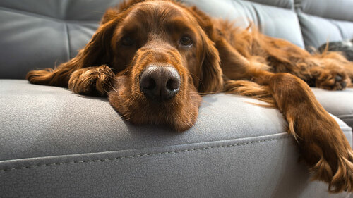 Hund-Couch-133115547-AS-wip-studio